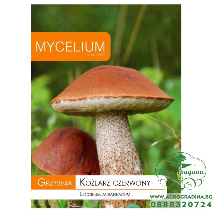 Мицел за Червена Манатарка (Leccinum aurantiacum)