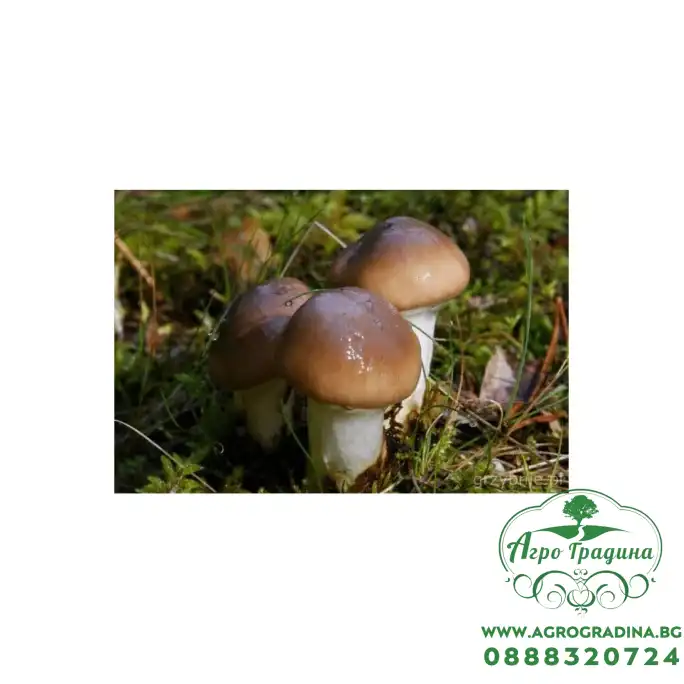 Мицел за Масловка (Suillus luteus) Мицел за Масловка (Suillus luteus)