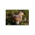 Мицел за Масловка (Suillus luteus) – Мицел за гъби