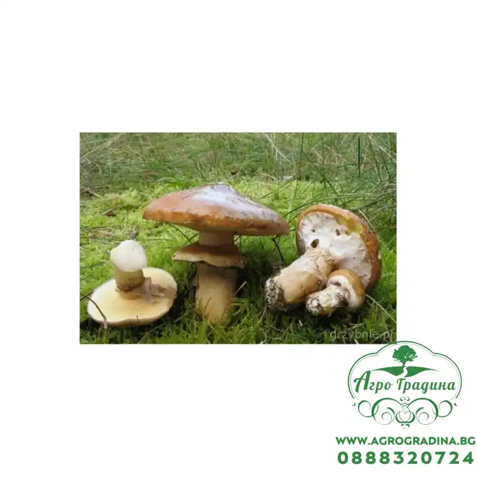 Мицел за Масловка (Suillus luteus) Мицел за Масловка (Suillus luteus)