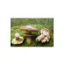 Мицел за Масловка (Suillus luteus) – Мицел за гъби