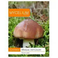 Мицел за Масловка (Suillus luteus)