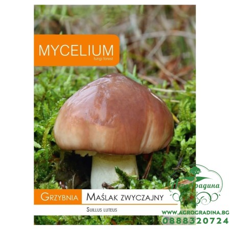 Мицел за Масловка (Suillus luteus)