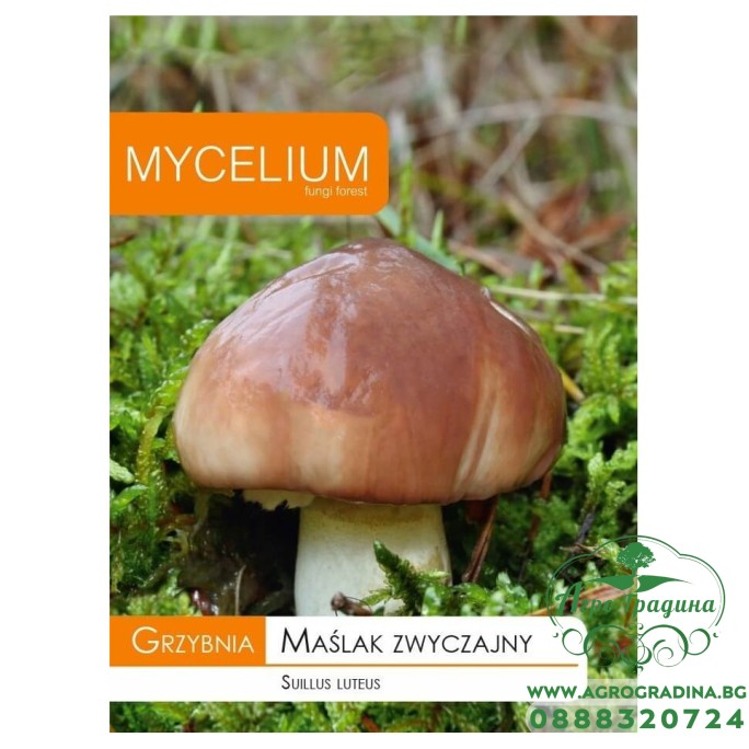 Мицел за Масловка (Suillus luteus)