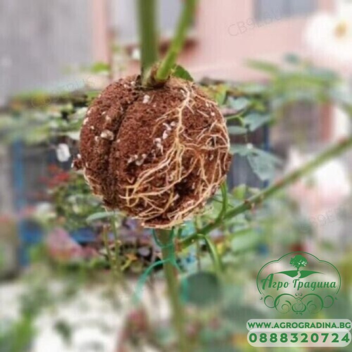 Кутия за вкореняване на растения Кутия за вкореняване на растения