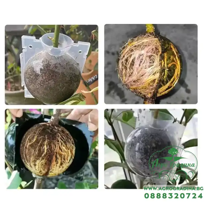 Кутия за вкореняване на растения Кутия за вкореняване на растения