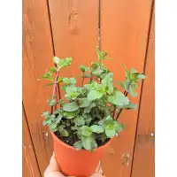 Разсад Мента шоколад Mentha × piperita Chocolate Mint