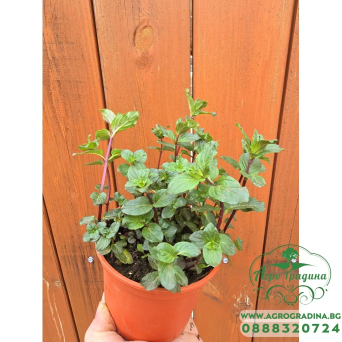 Разсад Мента шоколад / Mentha × piperita Chocolate Mint