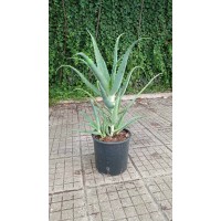 Алое вера (медицинско) Aloe Vera Barbadensis (реални снимки)