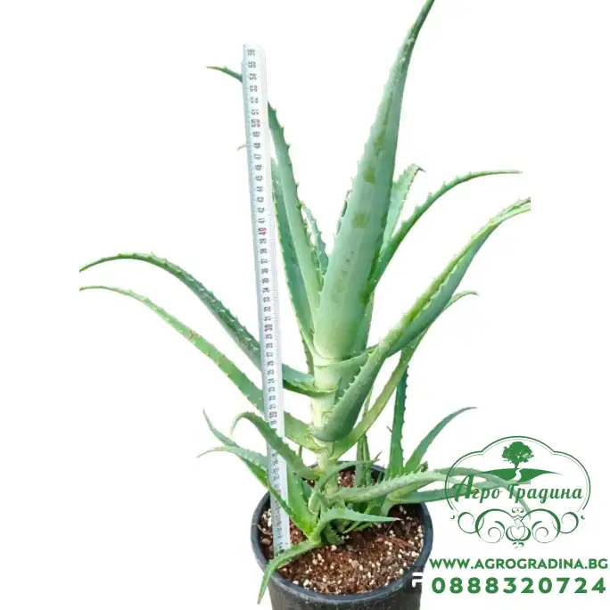 Алое вера (медицинско) Aloe Vera Barbadensis (реални снимки) Алое вера (медицинско) Aloe Vera Barbadensis (реални снимки)