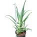 Алое вера (медицинско) Aloe Vera Barbadensis (реални снимки) – Разсад