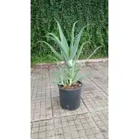 Алое вера (медицинско) Aloe Vera Barbadensis (реални снимки)