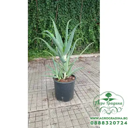 Алое вера (медицинско) / Aloe Vera Barbadensis (реални снимки)
