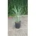 Алое вера (медицинско) / Aloe Vera Barbadensis (реални снимки)