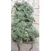 Балконски (саксийни) домати червени в саксия
