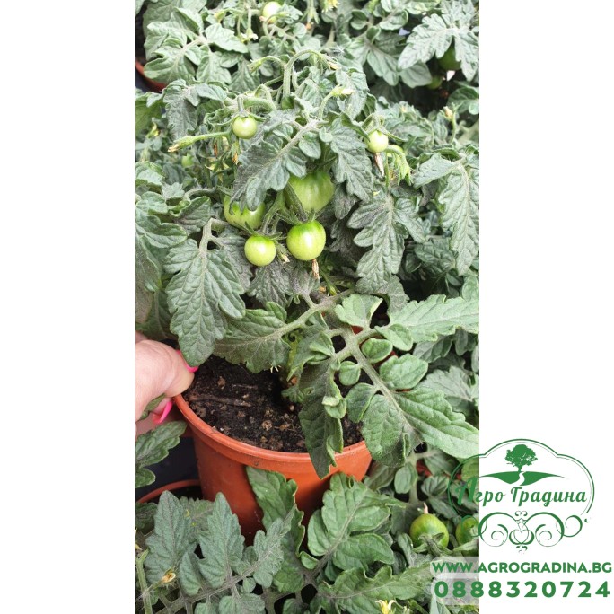 Балконски (саксийни) домати червени в саксия