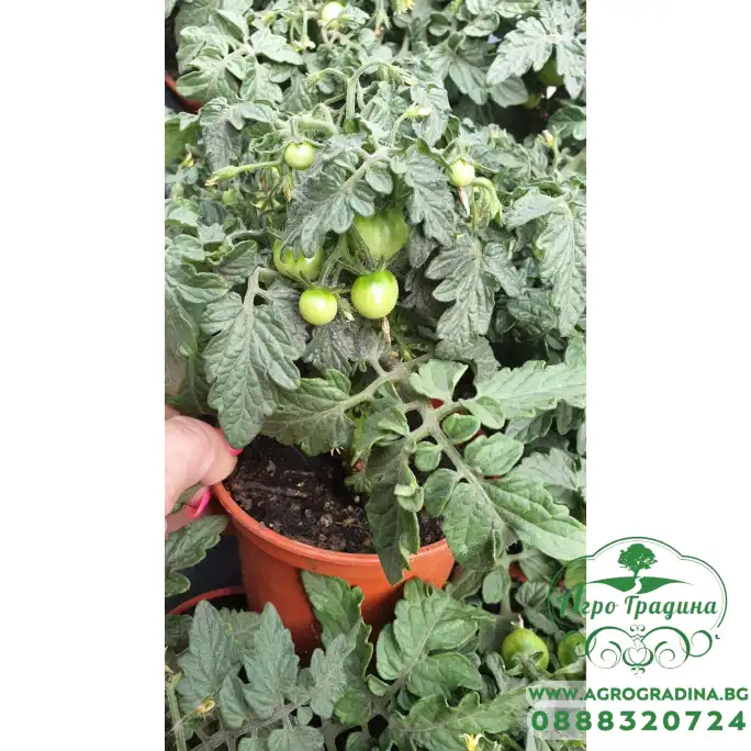 Балконски (саксийни) домати червени в саксия