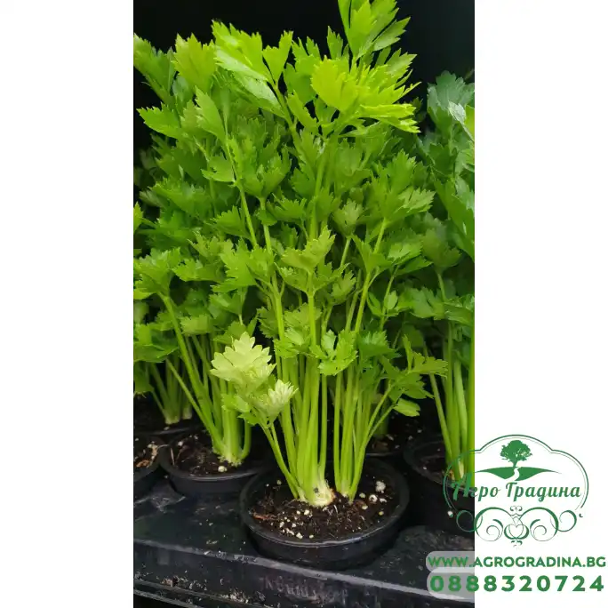 Разсад Целина Apium graveolens var. secalinum Разсад Целина Apium graveolens var. secalinum