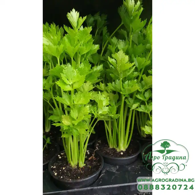 Разсад Целина Apium graveolens var. secalinum Разсад Целина Apium graveolens var. secalinum