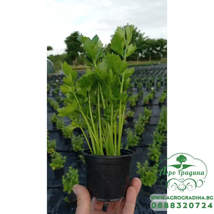 Разсад Целина Apium graveolens var. secalinum Разсад Целина Apium graveolens var. secalinum