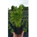 Разсад Целина Apium graveolens var. secalinum