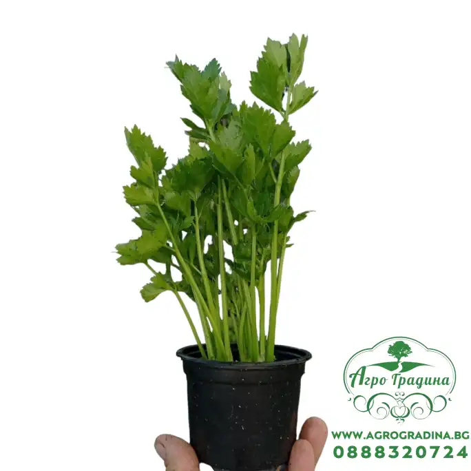 Разсад Целина Apium graveolens var. secalinum Разсад Целина Apium graveolens var. secalinum