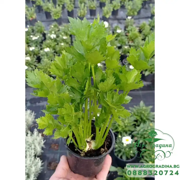 Разсад Целина Apium graveolens var. secalinum Разсад Целина Apium graveolens var. secalinum