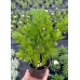 Разсад Целина Apium graveolens var. secalinum