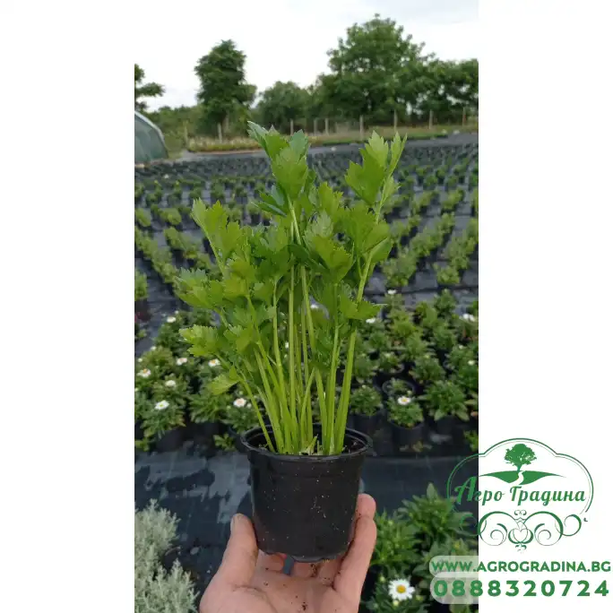 Разсад Целина Apium graveolens var. secalinum Разсад Целина Apium graveolens var. secalinum
