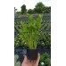 Разсад Целина Apium graveolens var. secalinum