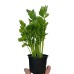 Разсад Целина / Apium graveolens var. secalinum