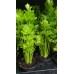 Разсад Целина / Apium graveolens var. secalinum