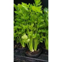 Разсад Целина / Apium graveolens var. secalinum
