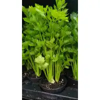 Разсад Целина / Apium graveolens var. secalinum