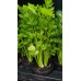 Разсад Целина / Apium graveolens var. secalinum