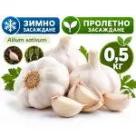 Чесън (Allium sativum) - за Зимно и Пролетно засаждане - 0,5 кг
