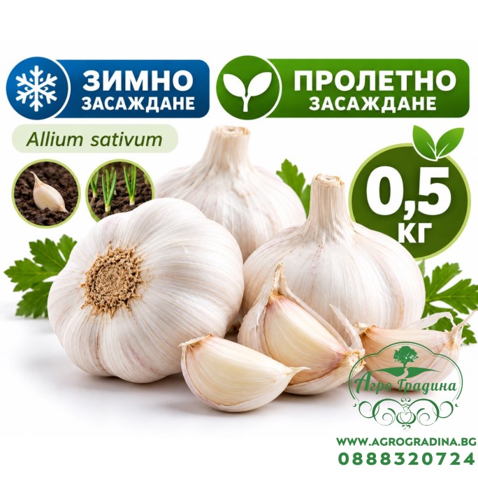 Чесън (Allium sativum) - за Зимно и Пролетно засаждане - 0,5 кг – Разсад