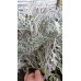 Сребриста Цинерария (Сенецио) / Jacobaea maritima (Senecio cineraria)