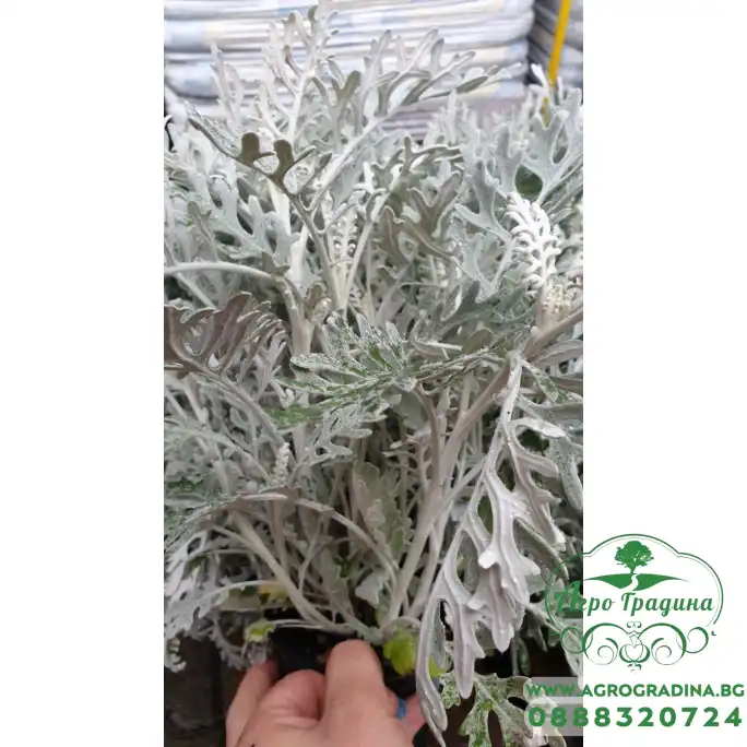 Сребриста Цинерария (Сенецио) Jacobaea maritima (Senecio cineraria) Сребриста Цинерария (Сенецио) Jacobaea maritima (Senecio cineraria)