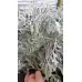 Сребриста Цинерария (Сенецио) Jacobaea maritima (Senecio cineraria) – Разсад