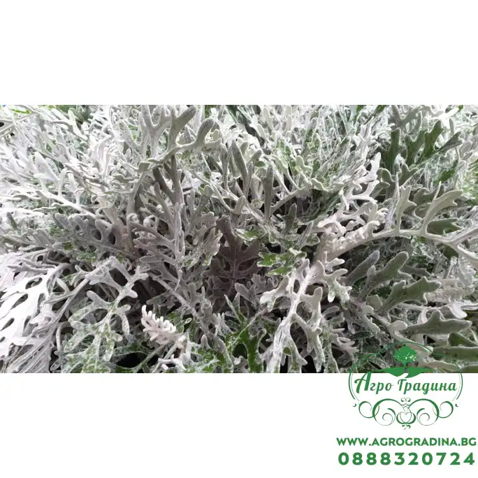 Сребриста Цинерария (Сенецио) Jacobaea maritima (Senecio cineraria) Сребриста Цинерария (Сенецио) Jacobaea maritima (Senecio cineraria)