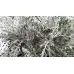 Сребриста Цинерария (Сенецио) Jacobaea maritima (Senecio cineraria) – Разсад