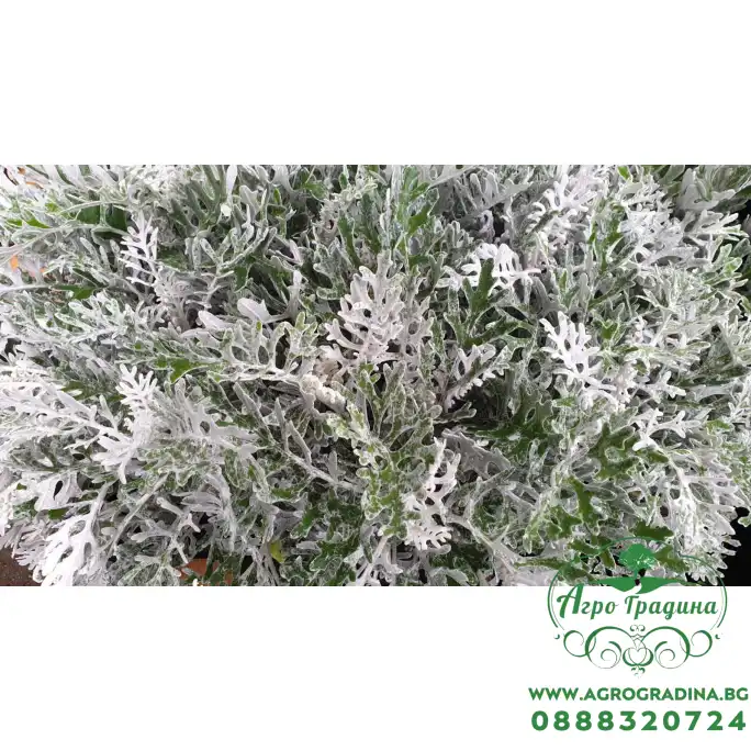 Сребриста Цинерария (Сенецио) Jacobaea maritima (Senecio cineraria) Сребриста Цинерария (Сенецио) Jacobaea maritima (Senecio cineraria)