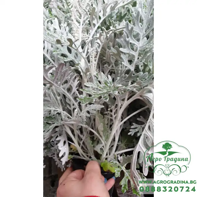 Сребриста Цинерария (Сенецио) Jacobaea maritima (Senecio cineraria) Сребриста Цинерария (Сенецио) Jacobaea maritima (Senecio cineraria)