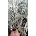Сребриста Цинерария (Сенецио) Jacobaea maritima (Senecio cineraria) – Разсад