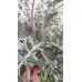 Сребриста Цинерария (Сенецио) Jacobaea maritima (Senecio cineraria) – Разсад