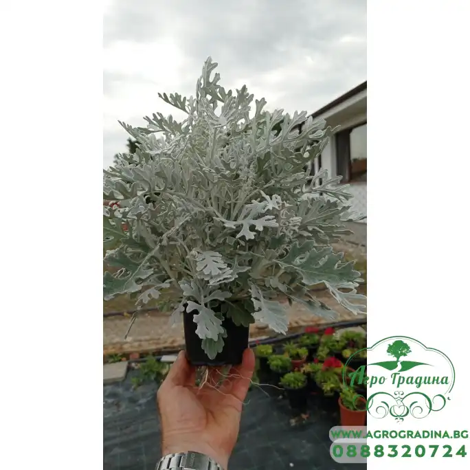 Сребриста Цинерария (Сенецио) Jacobaea maritima (Senecio cineraria) Сребриста Цинерария (Сенецио) Jacobaea maritima (Senecio cineraria)