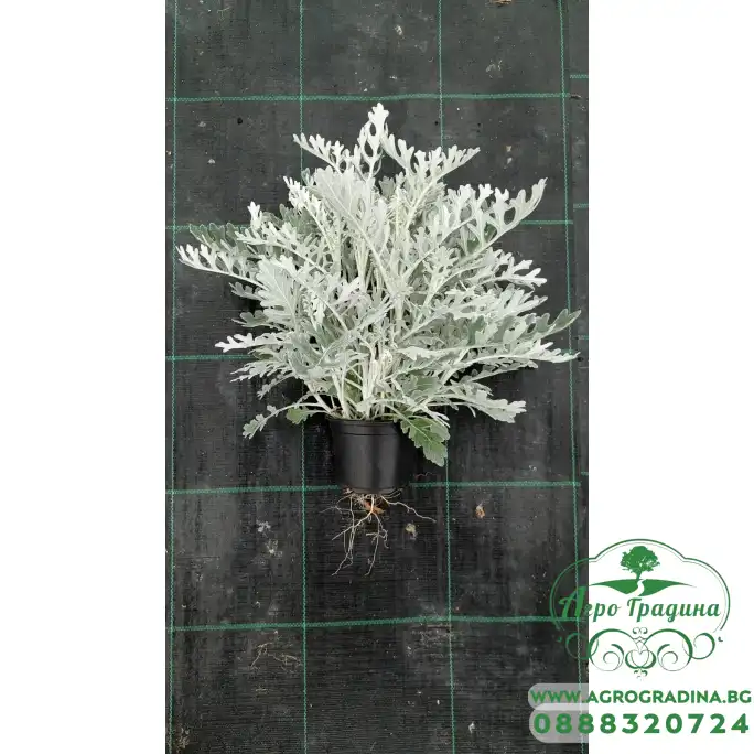 Сребриста Цинерария (Сенецио) Jacobaea maritima (Senecio cineraria) Сребриста Цинерария (Сенецио) Jacobaea maritima (Senecio cineraria)