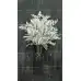 Сребриста Цинерария (Сенецио) Jacobaea maritima (Senecio cineraria) – Разсад