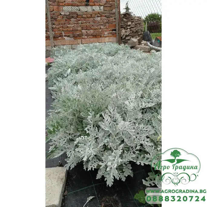 Сребриста Цинерария (Сенецио) Jacobaea maritima (Senecio cineraria) Сребриста Цинерария (Сенецио) Jacobaea maritima (Senecio cineraria)